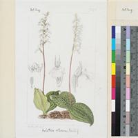Holothrix orthoceras Reichb.f. original illustration from Curtis's Botanical Magazine