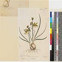Albuca vittata Ker Gawl. published illustration from Curtis's Botanical Magazine
