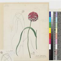 Allium ampeloprasum Linn. (β.) minor Ker Gawl. original illustration from Curtis's Botanical Magazine