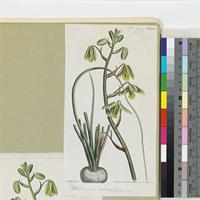 Albuca viridiflora published illustration from Curtis's Botanical Magazine