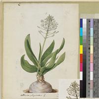 Albuca physodes Ker Gawl. original illustration from Curtis's Botanical Magazine
