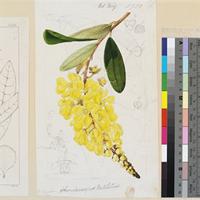 Acridocarpus natalitius A.Juss original illustration from Curtis's Botanical Magazine