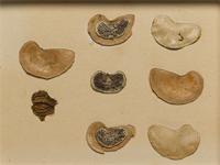 Colophospermum mopane (J.Kirk ex Benth.) J.Kirk ex J.Léonard; seeds