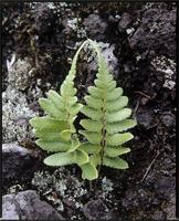 Arthropteris cameroonensis Alston from Cameroon