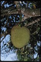 Artocarpus heterophyllus Lam. from Madagascar