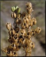 Albuca fragrans Jacq. from South Africa