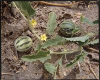 Cucurbita sp. from Mali