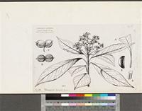 Pittosporum viridiflorum Sims; original illustration from FWTA