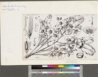 Lophira lanceolata Tiegh. ex Keay; original illustration from FWTA