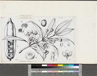 Allanblackia floribunda Oliver; original illustration from FWTA