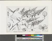 Acridocarpus smeathmannii (DC.) Guill. & Perr.; original illustration from FWTA