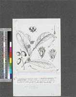 Dichapetalum toxicarium (G.Don) Baill.; original illustration from FWTA