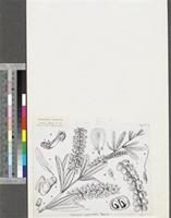 Eriosema psoraleoides (Lam.) G. Don.; original illustration from FWTA