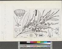 Soyauxia floribunda Hutch.; original illustration from FWTA