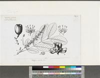 Blighia sapida K.D.Koenig; original illustration from FWTA