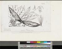 Funtumia elastica in Global Plants on JSTOR