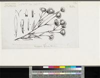 Anisopappus africanus (Hook.f.) Oliv. & Hiern; original illustration from FWTA