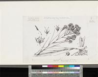 Hydrolea floribunda Kotschy & Peyr.; original illustration from FWTA