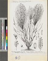 Eragrostis aspera (Jacq.) Nees; original illustration from FWTA