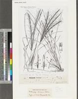 Andropogon schirensis A.Rich.; original illustration from FWTA