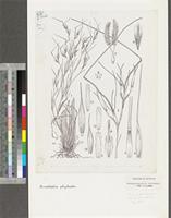 Anadelphia polychaeta Clayton; original illustration from FWTA