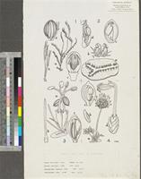 Podostemaceae; original illustration from FWTA
