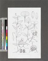 Commelina diffusa Burm.f.; original illustration from FWTA