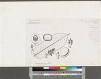 Pycnanthus angolensis (Welw.) Warb.; original illustration from FWTA