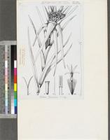 Aedesia baumannii O.Hoffm.; original illustration from FWTA