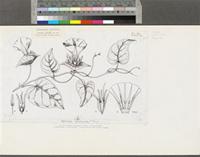 Ipomoea involucrata P.Beauv.; original illustration from FWTA