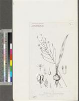 Eriospermum abyssinicum Baker; original illustration from FWTA