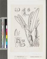 Bulbophyllum porphyrostachys Summerh.; original illustration from FWTA