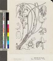 Disa baurii Bolus original illustration from Flora Zambesiaca