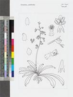 Stenoglottis zambesiaca Rolfe original illustration from Flora Zambesiaca