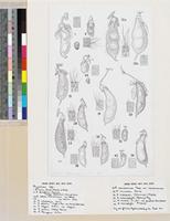 Rhynchosia spp. original illustration from Flora Zambesiaca