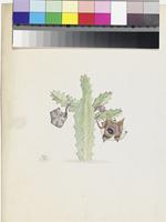 Stapelia venusta Masson original illustration by Francis Masson
