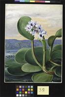A Tropical American Water Plant