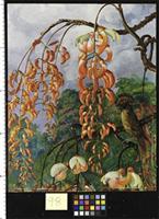 Flowers of a Coral Tree and King of the Flycatchers, Brazil