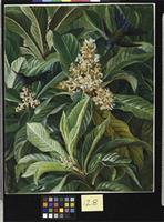 Foliage and Flowers of the Loquat or Japanese Medlar