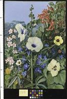 Various species of Hibiscus with Tecoma and Barleria, Natal