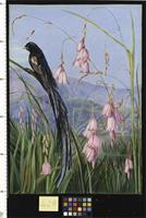 Pendulous Sparaxis and Long-tailed Finch in Van Staaden's Kloof