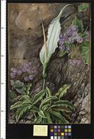 Dracunculus canariensis and Cineraria in Flower, Teneriffe
