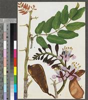 Baikiaea plurijuga Harms original illustration form the 'Trees of Central Africa'