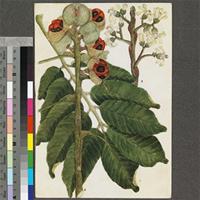 Trichilia emetica Vahl original illustration from the 'Trees of Central Africa'