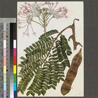 Albizia gummifera (J.F.Gmel.) C.A.Sm. original illustration from the 'Trees of Central Africa'