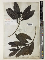 Type of Webera corymbosa Willd. [family RUBIACEAE]