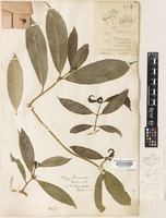 Type of Morinda reticulata Gamble [family RUBIACEAE]