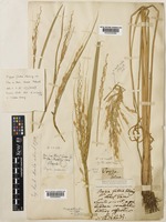 Holotype of Oryza sativa Linn. [family POACEAE]
