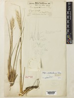 Holotype of Stipa chitralensis Bor. [family POACEAE]