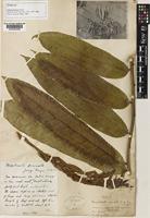 Syntype of Talisia princeps Oliv. [family SAPINDACEAE]